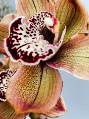 Orchidee