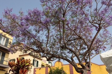 Flowering jacaranda tree (Jacaranda Mimosifolia) in Funchal