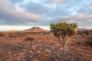 View of a volcanic desert area in Fuerteventura, Canary Islands.