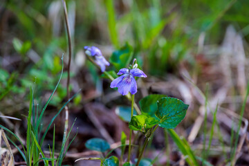 Close up of horned feather flower with raindrops