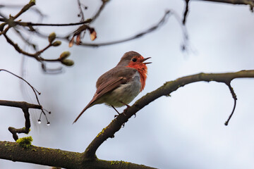 A robin sits on the branches of a tree on a rainy day and sings