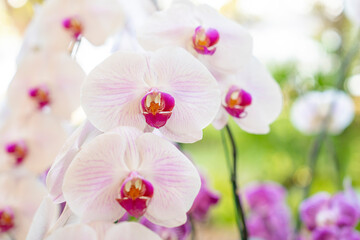 The White orchids, Dendrobium, in full bloom, in soft color and soft blurred style in the garden.