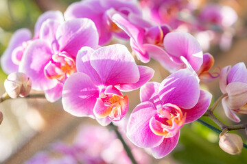 Fototapeta na wymiar Close up the large magenta and white colored Phalaenopsis orchids in garden.