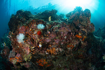 Fototapeta na wymiar Colorful invertebrates cover the underside of corals on a reef in West Papua, Indonesia. This tropical region harbors spectacular marine biodiversity and is part of the Coral Triangle.