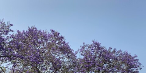 Flowering jacaranda tree (Jacaranda Mimosifolia) in Funchal