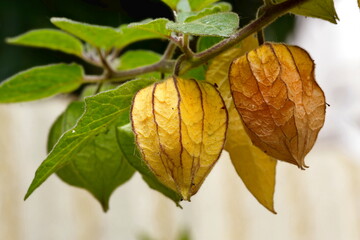 physalis