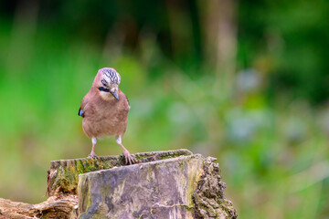 Eurasian Jay, Garrulus glandarius, perched on a tree stump, spring, frontal view, looking down