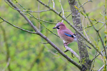 Eurasian Jay, Garrulus glandarius, perched on a branch, spring, side view looking left