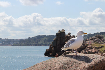 Seagull on a boulder on the Pink Granite Coast, France