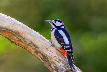 Great Spotted Woodpecker, Dendrocopos major, on a garden feeder