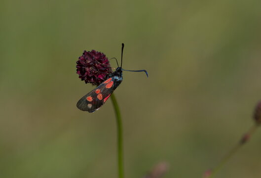 Falter auf einer Wiesenblume