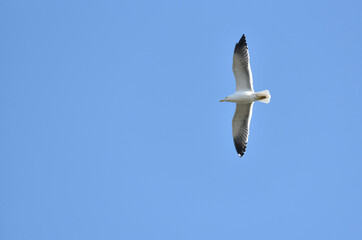 seagull soaring in a blue sky