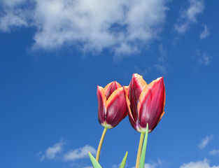 tulip against a sky blue background