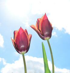 tulip against a sky blue background