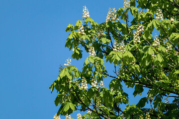 Chestnut tree blooming with white flowers on branches with green leaves with blue sky background. Spring blossom