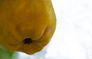 The fruit of the quince tree