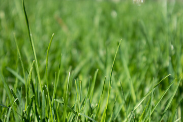 Fototapeta na wymiar Green grass blades close-up details on blurred background. Natural fresh greenery shining background. Vibrant spring pattern