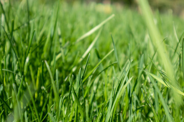 Green grass close-up details view on blurred background. Natural fresh weed shining lawn background. Vibrant spring pattern