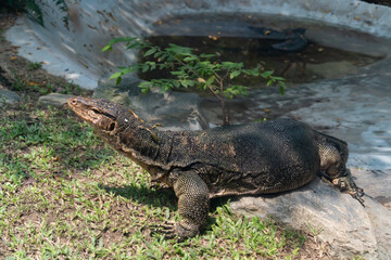 Close-up view of an Asian water monitor lizard on the ground.