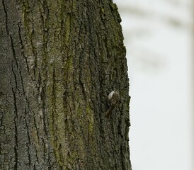 The treecreepers are a family, Certhiidae, of small passerine birds, widespread in wooded regions of the Northern Hemisphere and sub-Saharan Africa.