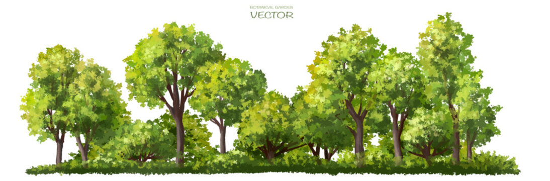 Vector watercolor of tree side view isolated on white background for landscape and architecture drawing, elements for environment and garden, painting botanical for section
