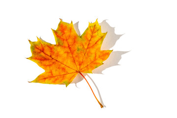 colorful autumn maple leaf with hard light isolated on white background