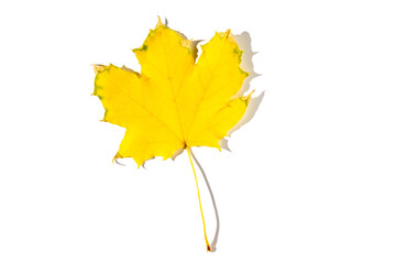 colorful autumn maple leaf with hard light isolated on white background