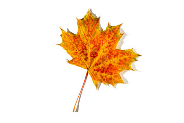 colorful autumn maple leaf with hard light isolated on white background
