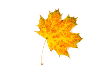 colorful autumn maple leaf isolated on white background