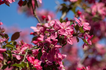 Pink apple tree blossom close-up, flowers on sunny branches. Spring vibrant pink flowers bloom in garden with blurred sky background	