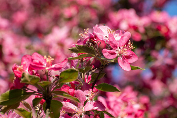 Pink apple tree blossom close-up, flowers on branches. Spring vibrant pink flowers bloom in garden with blurred sunny background	