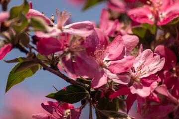 Pink apple tree blossom close-up, flowers in spring garden with blurred blue sky background	