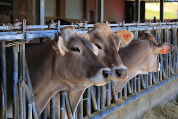 Cute brown cows on a farm whose milk is used to produce Parmigiano Reggiano in the Italian region...