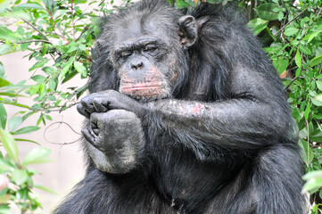 A chimpanzee playing on the grass, photographed at the Changsha Ecological Zoo in China.