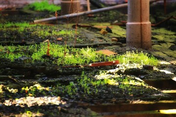 Fresh green plants growing on the ground of burnt building