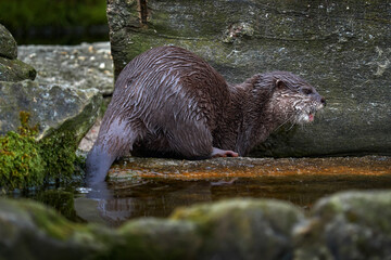 Oriental small-clawed otter, Aonyx cinereus, water mammal in the water, Kalkata, India. Urban wildlife in the town. Nature wildlife. Otter in the water.
