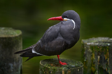 Naklejka premium Black Inca Tern with red bill, Peru. Inca Tern, Larosterna inca, bird on the tree branch on Peruvian coast. Bird in the nature sea forest habitat. Wildlife scene from nature.