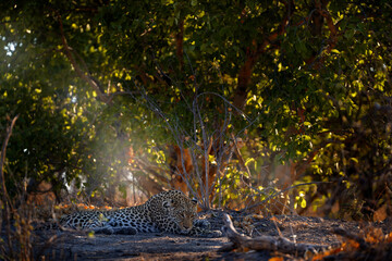 Leopard in the nature, lying under the tree. Leopard in Savuti, Chobe NP in Botswana. Africa wildlife. Wild cat hidden in the green vegetation.