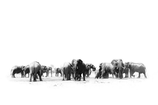 Savuti elephants. Black and white art photo of African elephant, heard near the water, big tusker from front view drinking water with lift up trunk. Wildlife artistic scene from nature, Botswana