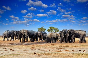 Fototapeta na wymiar African elephant, Savuti, Chobe NP in Botswana. Wildlife scene from nature, elephant in habitat, Africa. Elepahnt herd group near the water hole, blue sky with clouds.