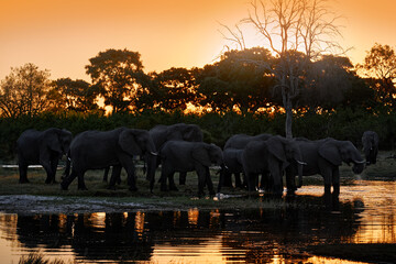 Nature in Africa. Elephant in the Khwai River, Moremi Reserve in Botswana. River sunset with green vegetation and big tusk alone elephant. Wildlife in Africa, animal in the water.