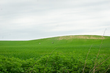 Hiking in Germany during spring, in green, lush forest and fields