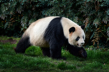 Fototapeta premium Panda walk in green forest vegetation. Wildlife scene from China nature. Portrait of Giant Panda feeding on bamboo tree in forest. Cute black and white bear with smile. Funny image from Asian nature.