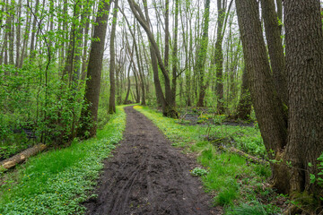 Hiking in Germany during spring, in green, lush forest and fields