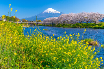 富士山と桜　龍巌淵
