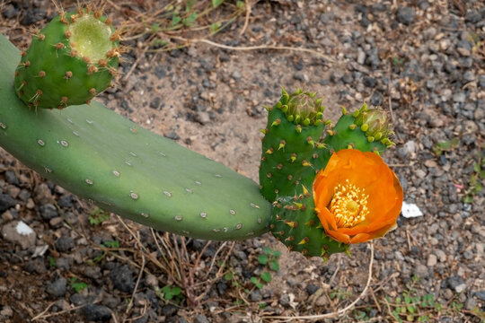 A pritty orange flower and figs of a pricky pear