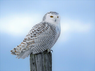 snowy owl scanning the fields for voles on a harsh winter day
