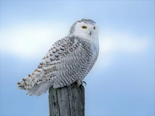 snowy owl scanning the fields for voles on a harsh winter day