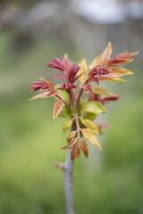 Le printemps