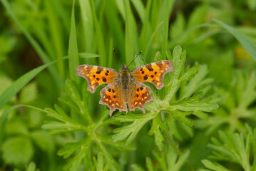 Comma butterfly (Polygonia c-album) sitting on a green plant in Zurich, Switzerland